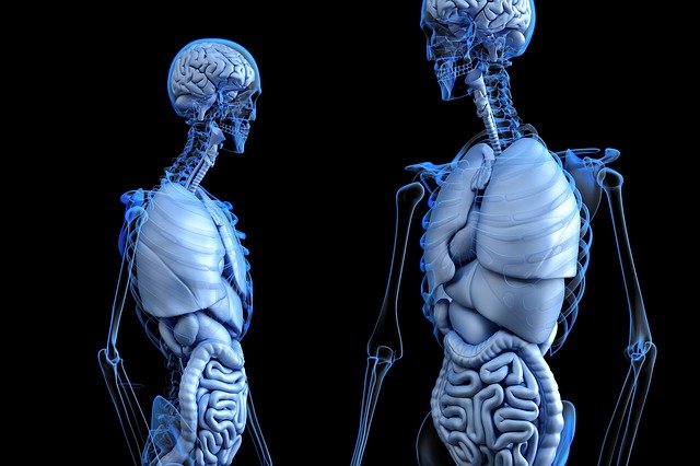 The Growing Reality of Transplantable Organs via 3D Bioprinting